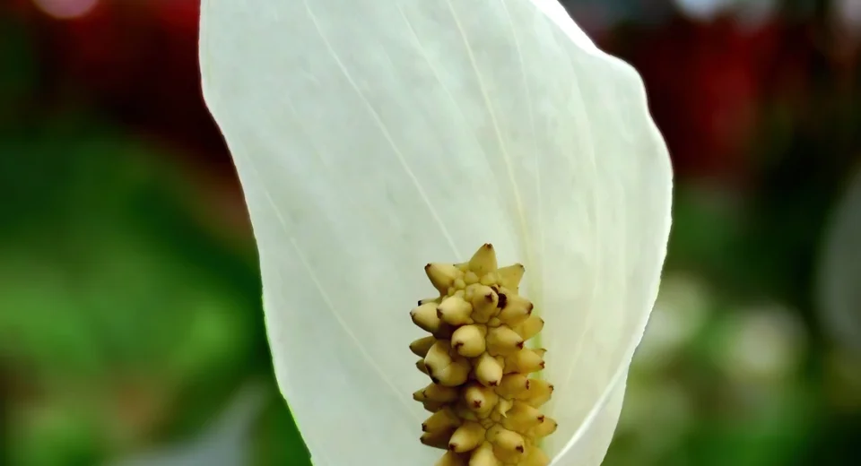 Flor branca de lírio-da-paz com a espata aberta e a espiga amarelada ao centro