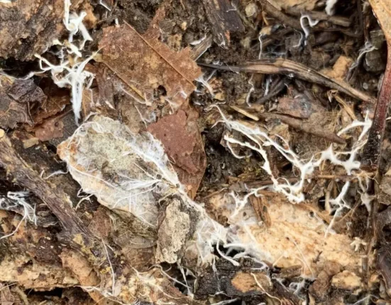 Fios brancos de micélio de fungo espalhados sobre folhas mortas e restos orgânicos escuros em decomposição.