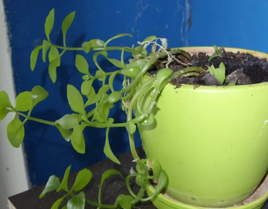 Planta de interior em vaso verde-limão com os caules finos e compridos todos tombados para o mesmo lado, folhas pequenas e espaçadas, diante de uma parede azul.