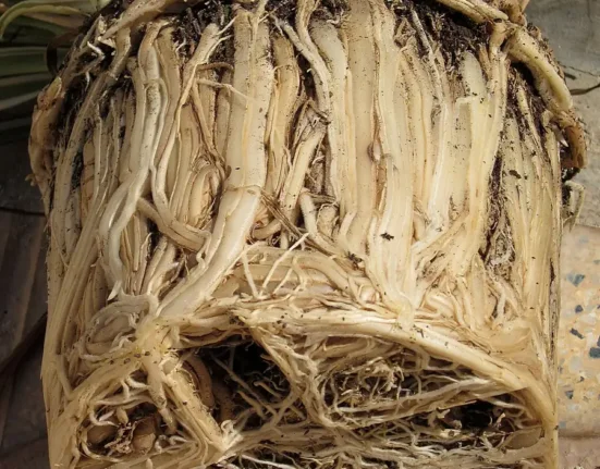 Torrão de clorofito retirado do vaso, com as raízes brancas completamente enoveladas e sem terra visível