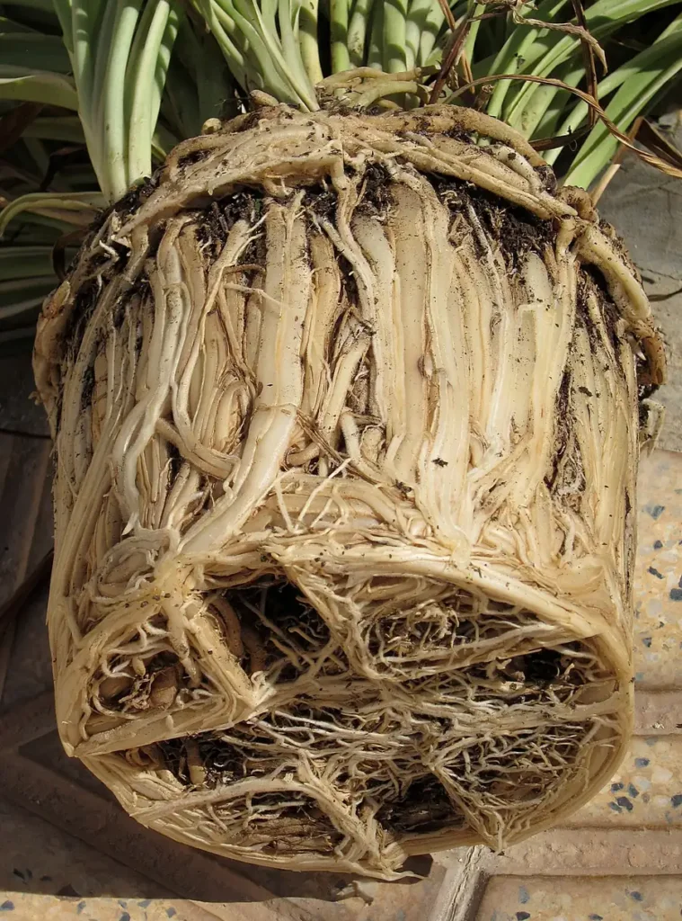 Torrão de clorofito retirado do vaso, com as raízes brancas completamente enoveladas e sem terra visível