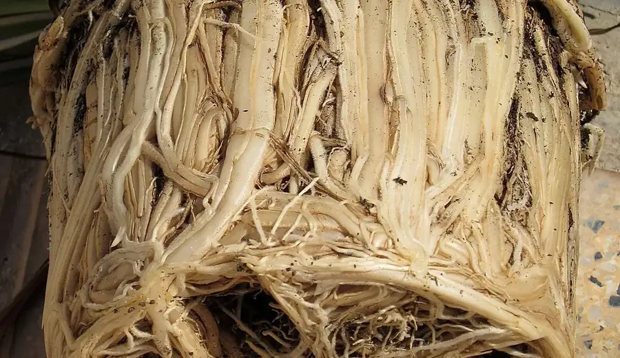Torrão de clorofito retirado do vaso, com as raízes brancas completamente enoveladas e sem terra visível
