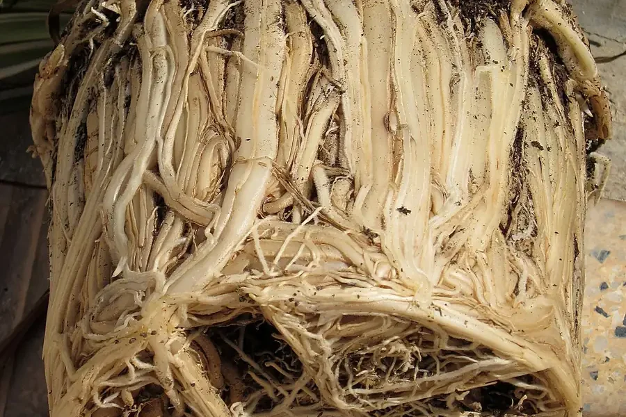 Torrão de clorofito retirado do vaso, com as raízes brancas completamente enoveladas e sem terra visível