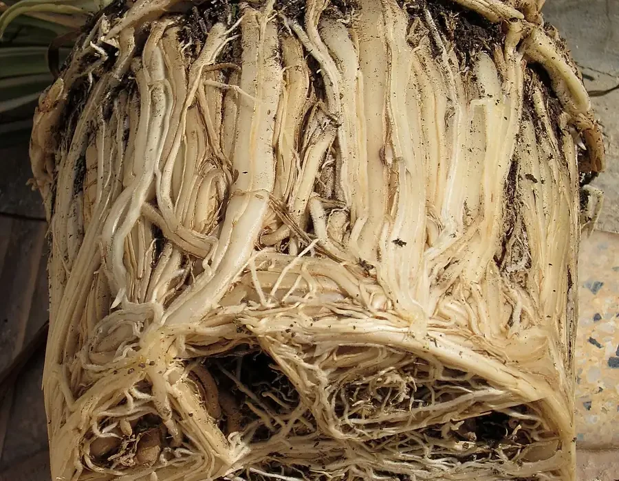 Torrão de clorofito retirado do vaso, com as raízes brancas completamente enoveladas e sem terra visível