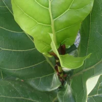 Folha nova de ficus-lyrata se abrindo, verde-clara entre folhas adultas verde-escuras