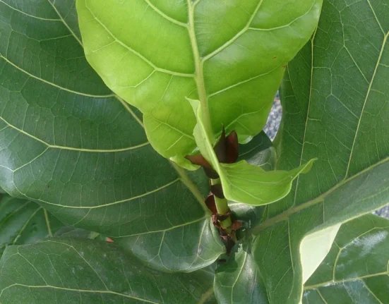 Folha nova de ficus-lyrata se abrindo, verde-clara entre folhas adultas verde-escuras