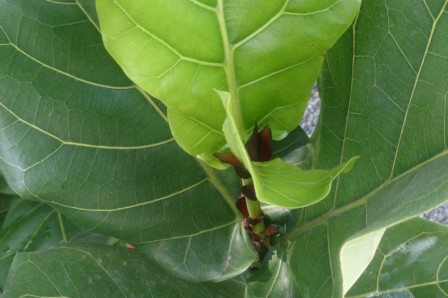 Folha nova de ficus-lyrata se abrindo, verde-clara entre folhas adultas verde-escuras