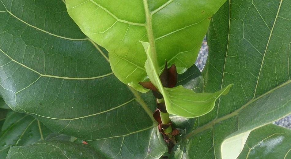 Folha nova de ficus-lyrata se abrindo, verde-clara entre folhas adultas verde-escuras