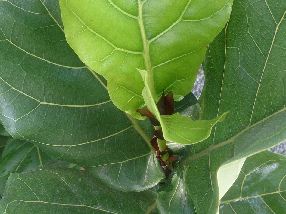 Folha nova de ficus-lyrata se abrindo, verde-clara entre folhas adultas verde-escuras