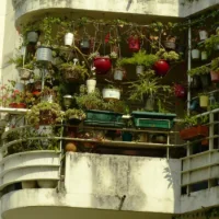 Varanda de apartamento tomada por vasos pendurados, em grades e em jardineiras
