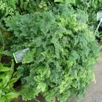Avenca frondosa com folíolos verde-claros, uma das plantas para banheiro que mais gostam de umidade