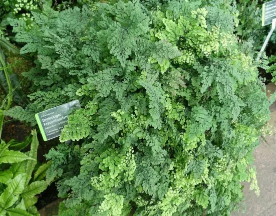 Avenca frondosa com folíolos verde-claros, uma das plantas para banheiro que mais gostam de umidade