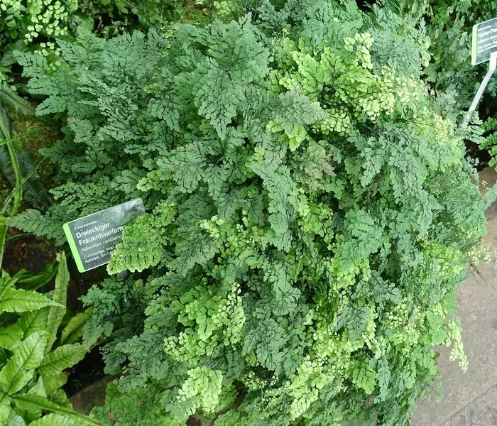 Avenca frondosa com folíolos verde-claros, uma das plantas para banheiro que mais gostam de umidade