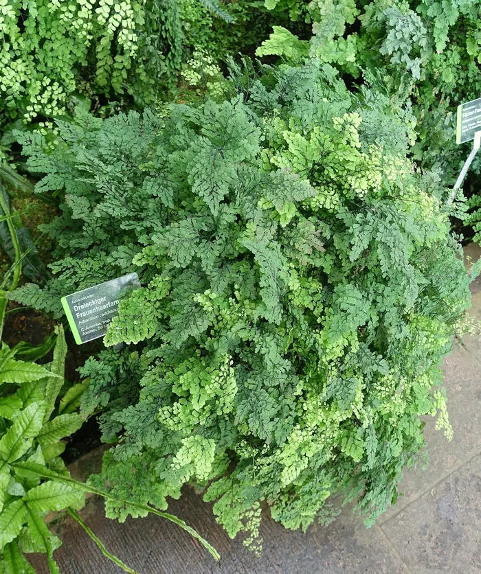 Avenca frondosa com folíolos verde-claros, uma das plantas para banheiro que mais gostam de umidade