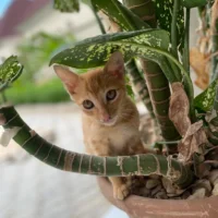 Gato ruivo sentado dentro de um vaso de comigo-ninguém-pode, uma das plantas tóxicas para gatos