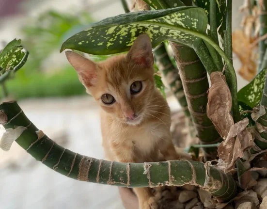 Gato ruivo sentado dentro de um vaso de comigo-ninguém-pode, uma das plantas tóxicas para gatos