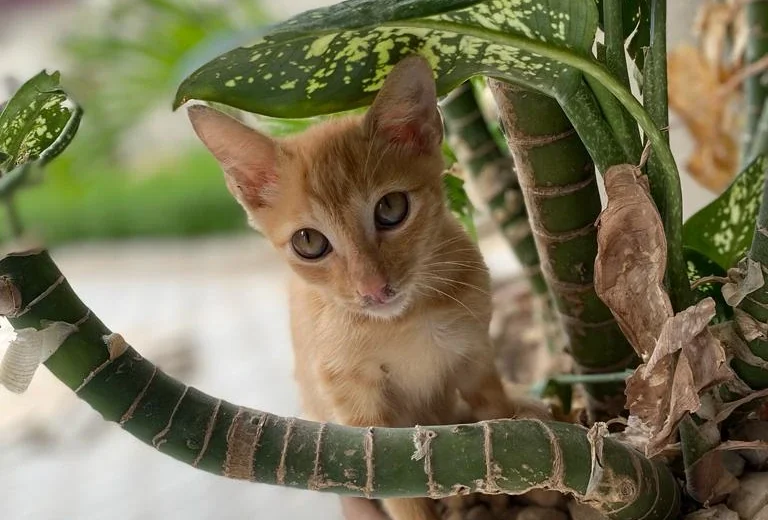 Gato ruivo sentado dentro de um vaso de comigo-ninguém-pode, uma das plantas tóxicas para gatos