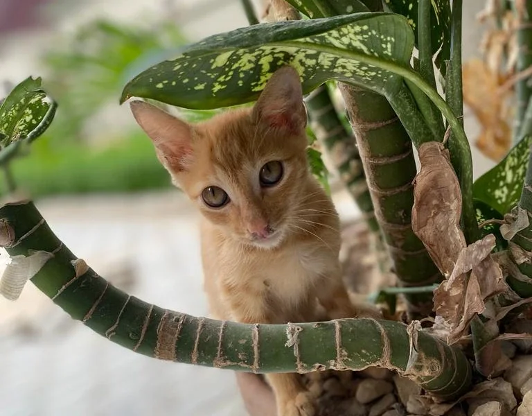Gato ruivo sentado dentro de um vaso de comigo-ninguém-pode, uma das plantas tóxicas para gatos