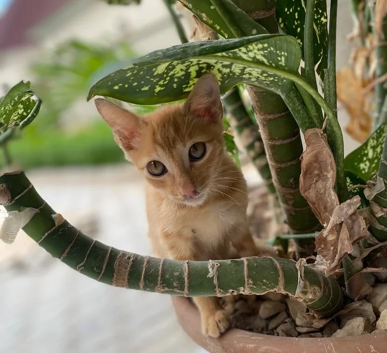 Gato ruivo sentado dentro de um vaso de comigo-ninguém-pode, uma das plantas tóxicas para gatos