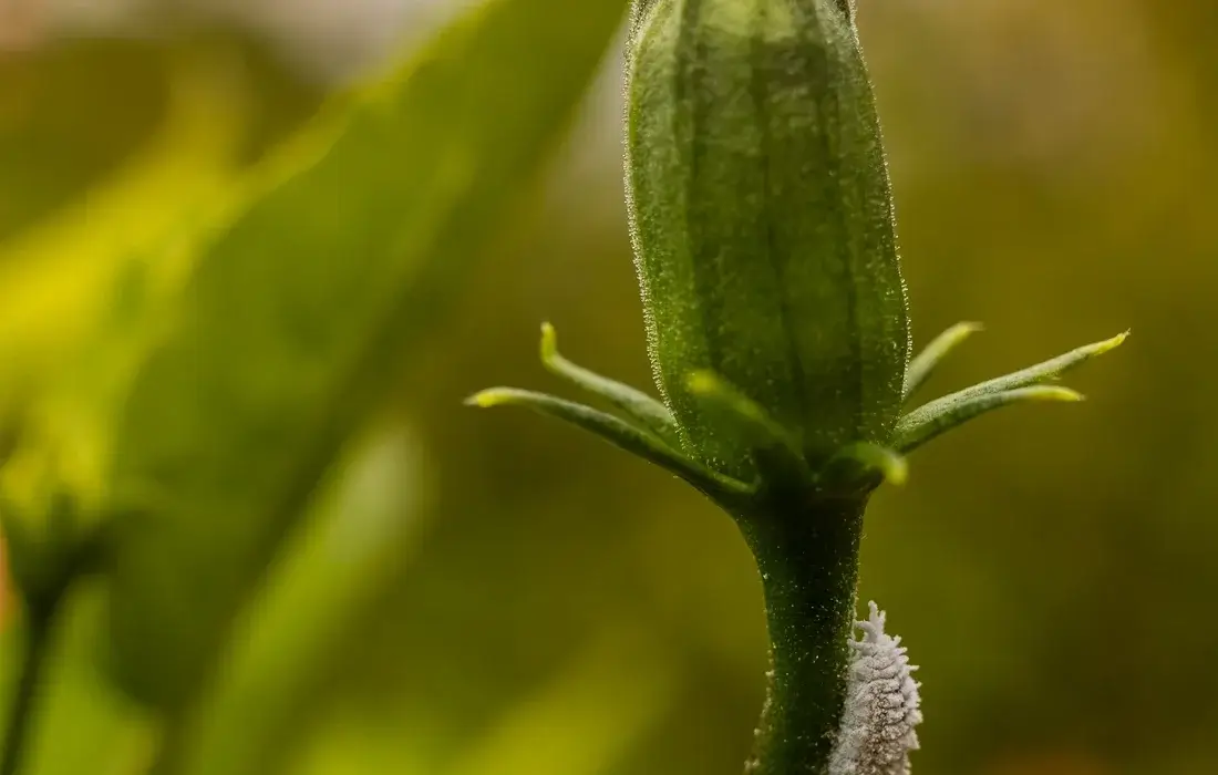 Botão floral com massa branca de cochonilha grudada na base, uma das pragas em plantas mais comuns