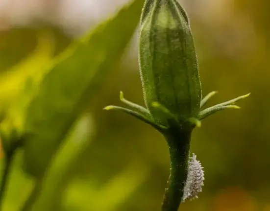 Botão floral com massa branca de cochonilha grudada na base, uma das pragas em plantas mais comuns