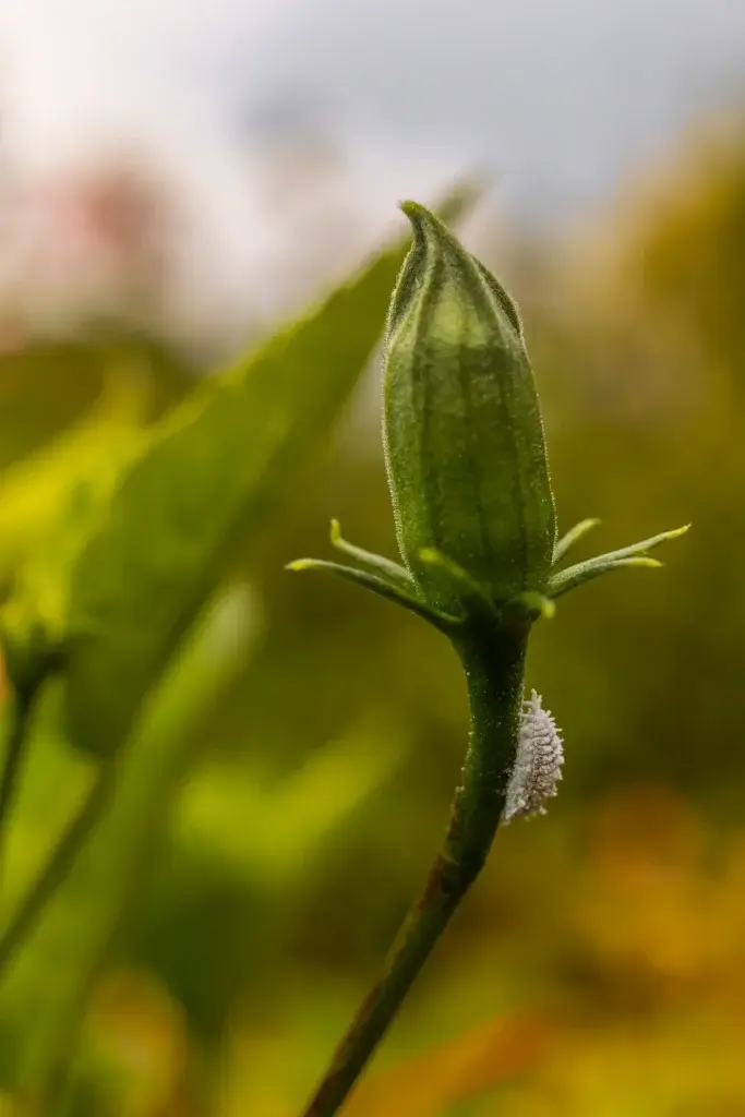 Botão floral com massa branca de cochonilha grudada na base, uma das pragas em plantas mais comuns