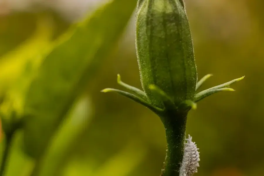 Botão floral com massa branca de cochonilha grudada na base, uma das pragas em plantas mais comuns