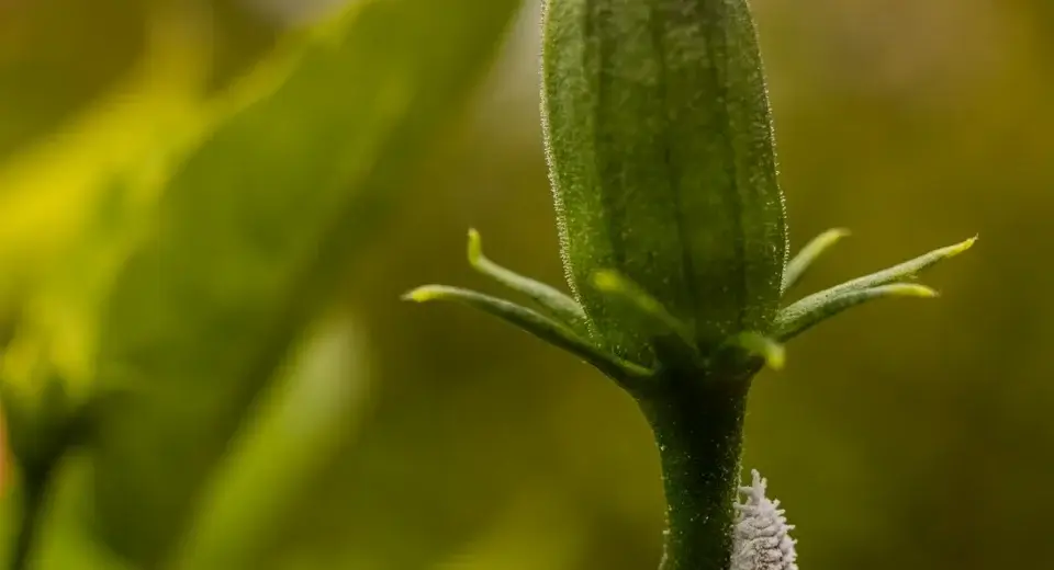 Botão floral com massa branca de cochonilha grudada na base, uma das pragas em plantas mais comuns