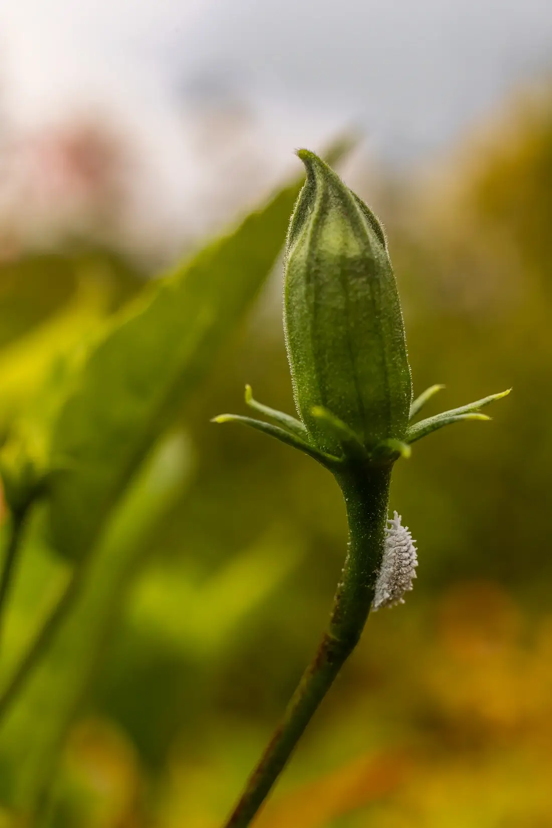 Botão floral com massa branca de cochonilha grudada na base, uma das pragas em plantas mais comuns