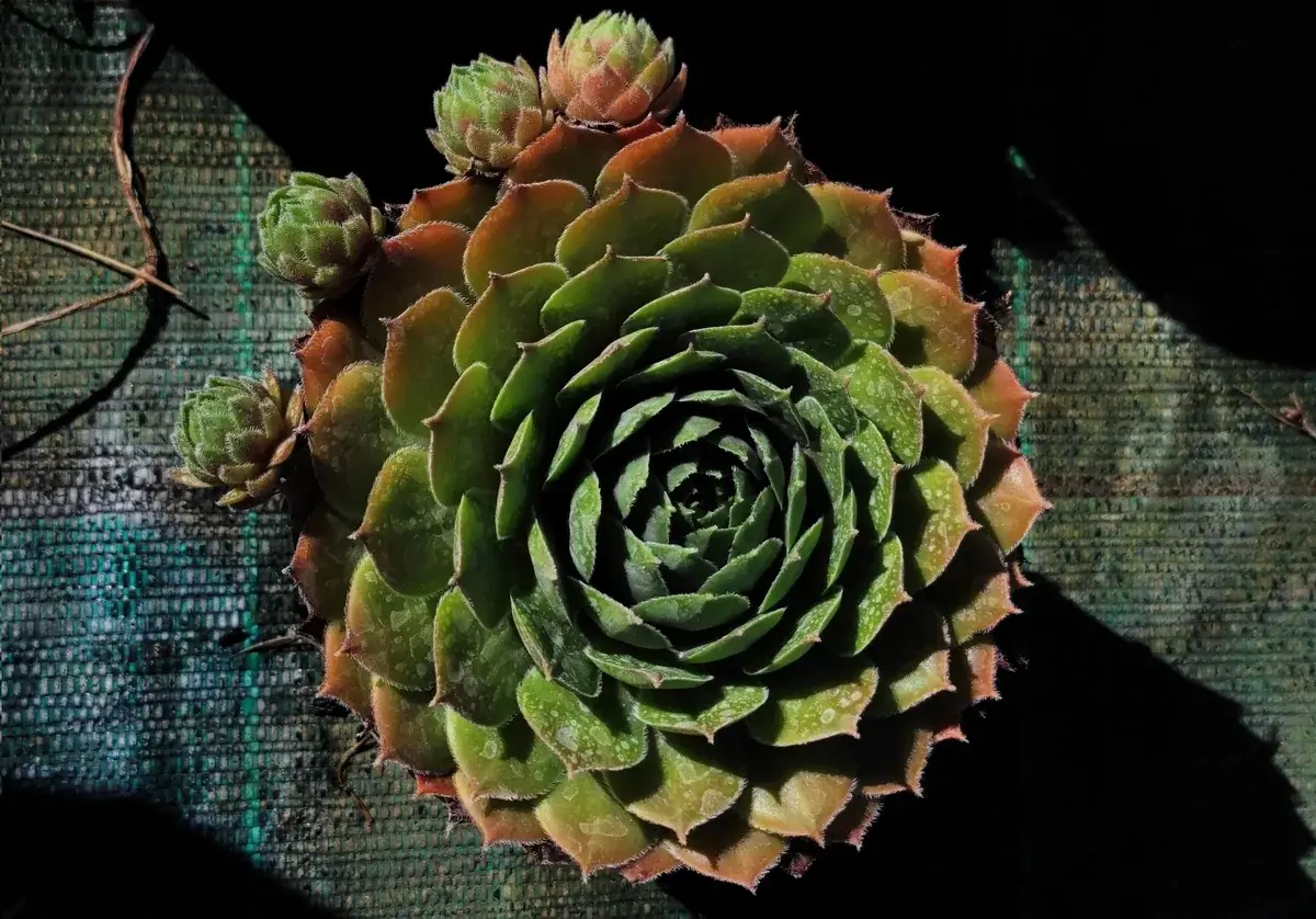 Roseta-mãe de Sempervivum cercada por quatro mudas laterais presas por estolões