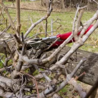 Tesoura de poda vermelha apoiada sobre galhos podados de uma árvore frutífera no inverno