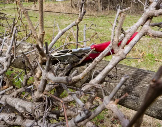 Tesoura de poda vermelha apoiada sobre galhos podados de uma árvore frutífera no inverno