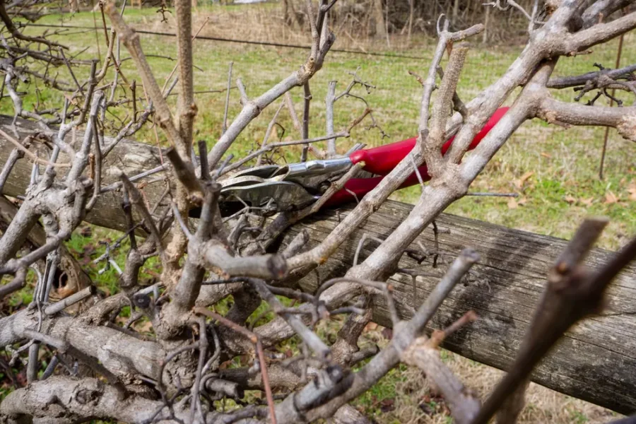 Tesoura de poda vermelha apoiada sobre galhos podados de uma árvore frutífera no inverno