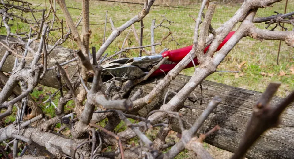 Tesoura de poda vermelha apoiada sobre galhos podados de uma árvore frutífera no inverno
