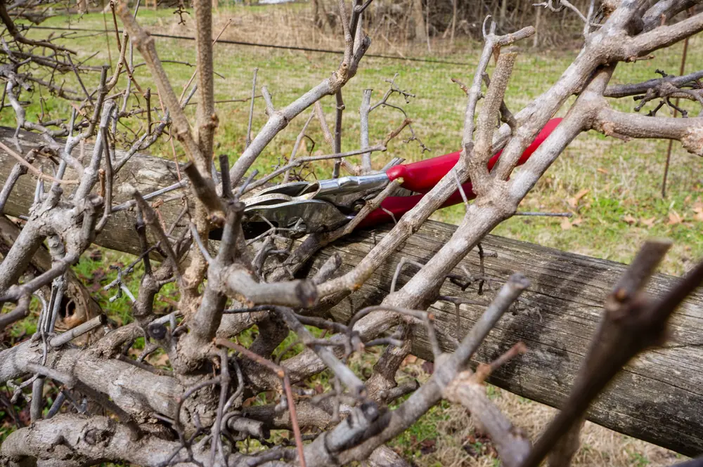 Tesoura de poda vermelha apoiada sobre galhos podados de uma árvore frutífera no inverno