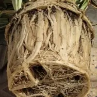 Torrão de raízes enovelado: o sinal que mostra quando e como replantar uma planta