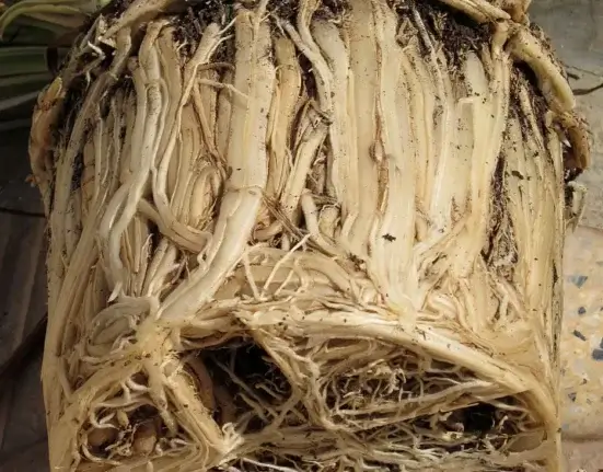Torrão de raízes enovelado: o sinal que mostra quando e como replantar uma planta