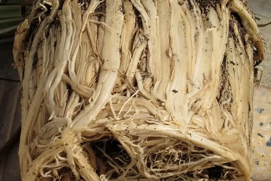 Torrão de raízes enovelado: o sinal que mostra quando e como replantar uma planta
