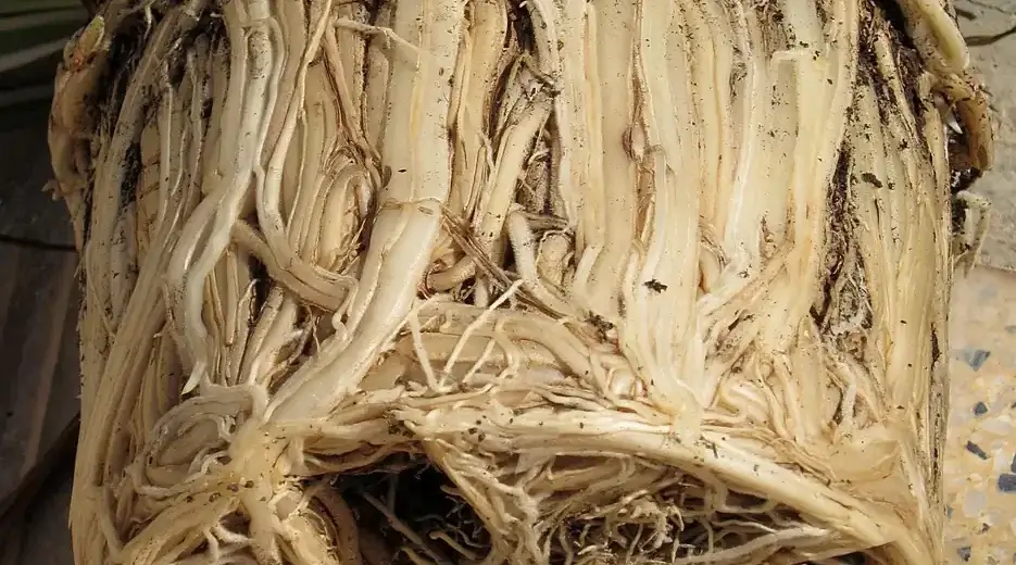 Torrão de raízes enovelado: o sinal que mostra quando e como replantar uma planta
