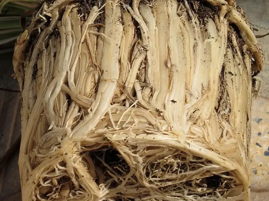 Torrão de raízes enovelado: o sinal que mostra quando e como replantar uma planta