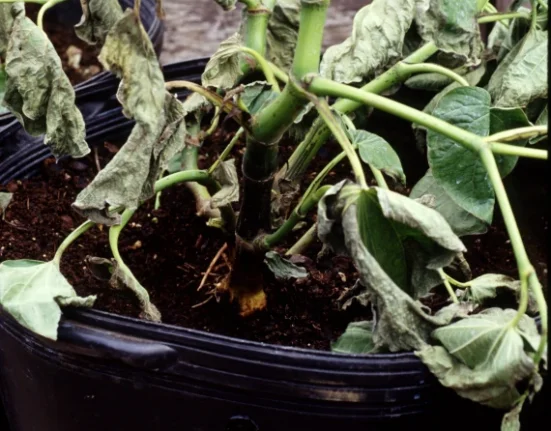 Muda jovem de kava em vaso preto com as folhas murchas e caídas, apesar do substrato escuro e úmido, por podridão de raiz causada por Pythium.