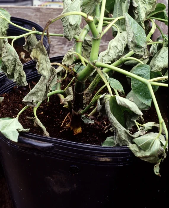Muda jovem de kava em vaso preto com as folhas murchas e caídas, apesar do substrato escuro e úmido, por podridão de raiz causada por Pythium.