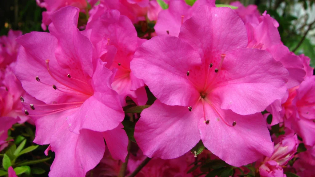 Flores de azaleia rosa abertas num arbusto