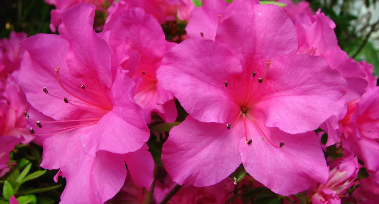 Flores de azaleia rosa abertas num arbusto