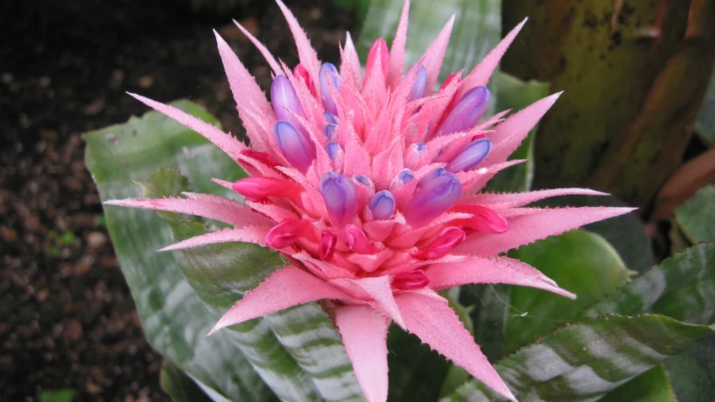 Inflorescência rosa da bromélia Aechmea fasciata com botões azulados no centro