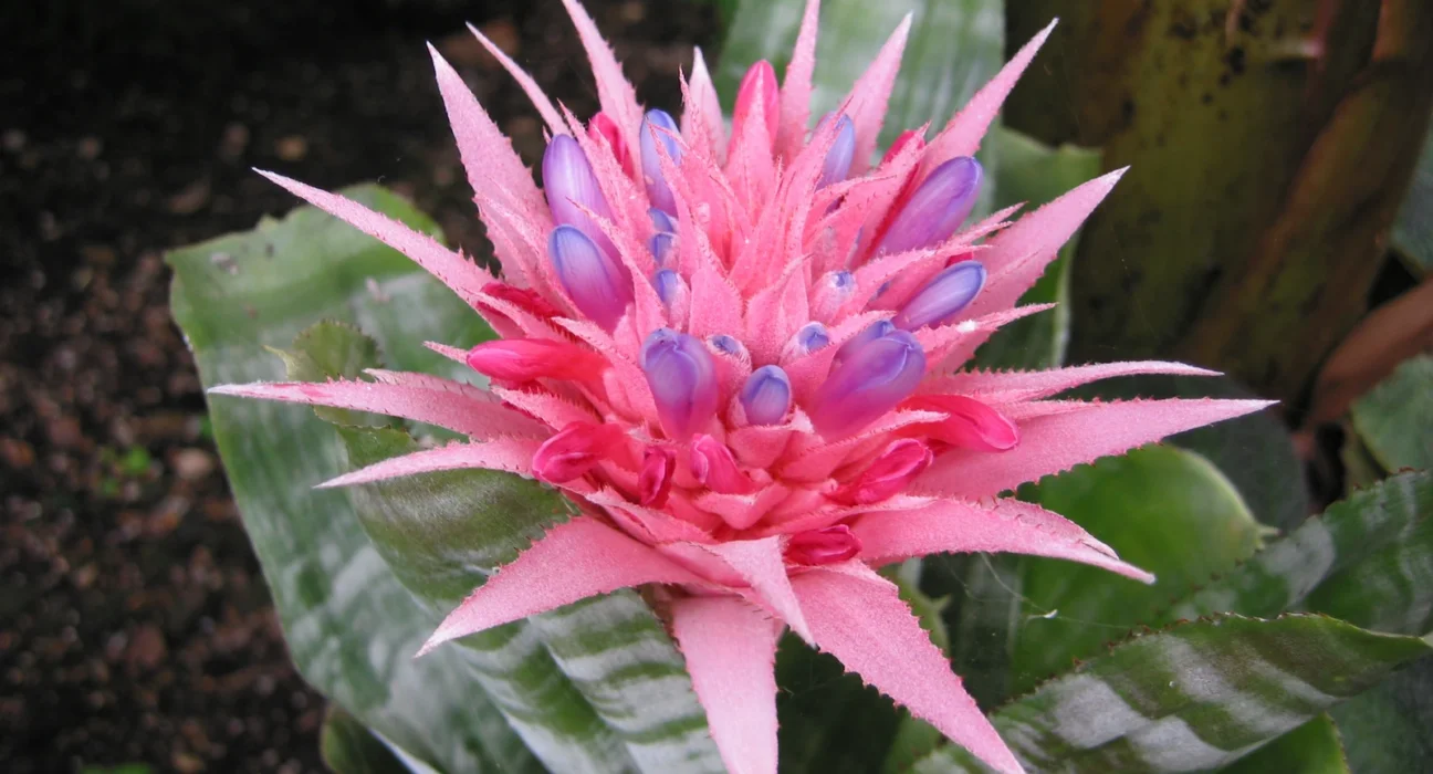 Inflorescência rosa da bromélia Aechmea fasciata com botões azulados no centro