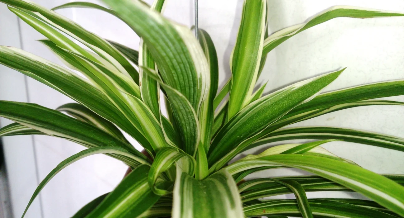 Clorofito com folhas arqueadas listradas de verde e branco em vaso