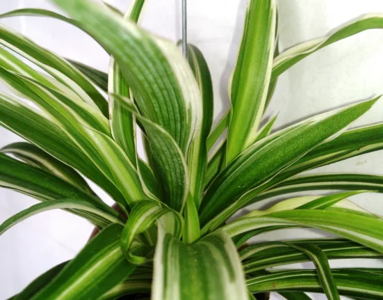 Clorofito com folhas arqueadas listradas de verde e branco em vaso