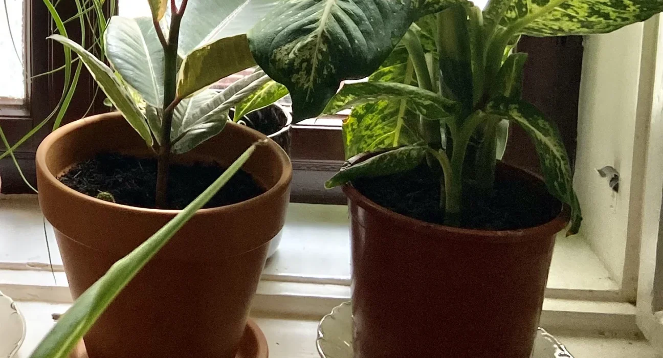 Comigo-ninguém-pode em vaso num parapeito, folhas verdes manchadas de creme