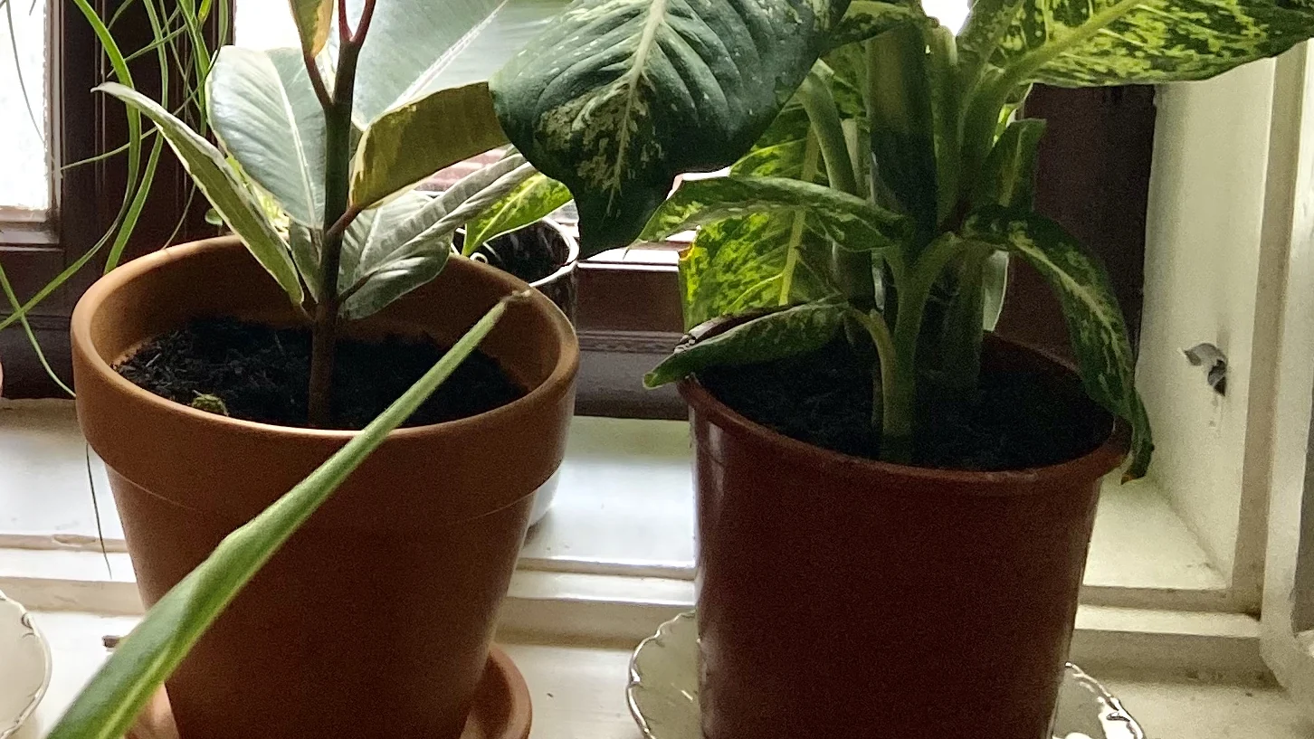 Comigo-ninguém-pode em vaso num parapeito, folhas verdes manchadas de creme
